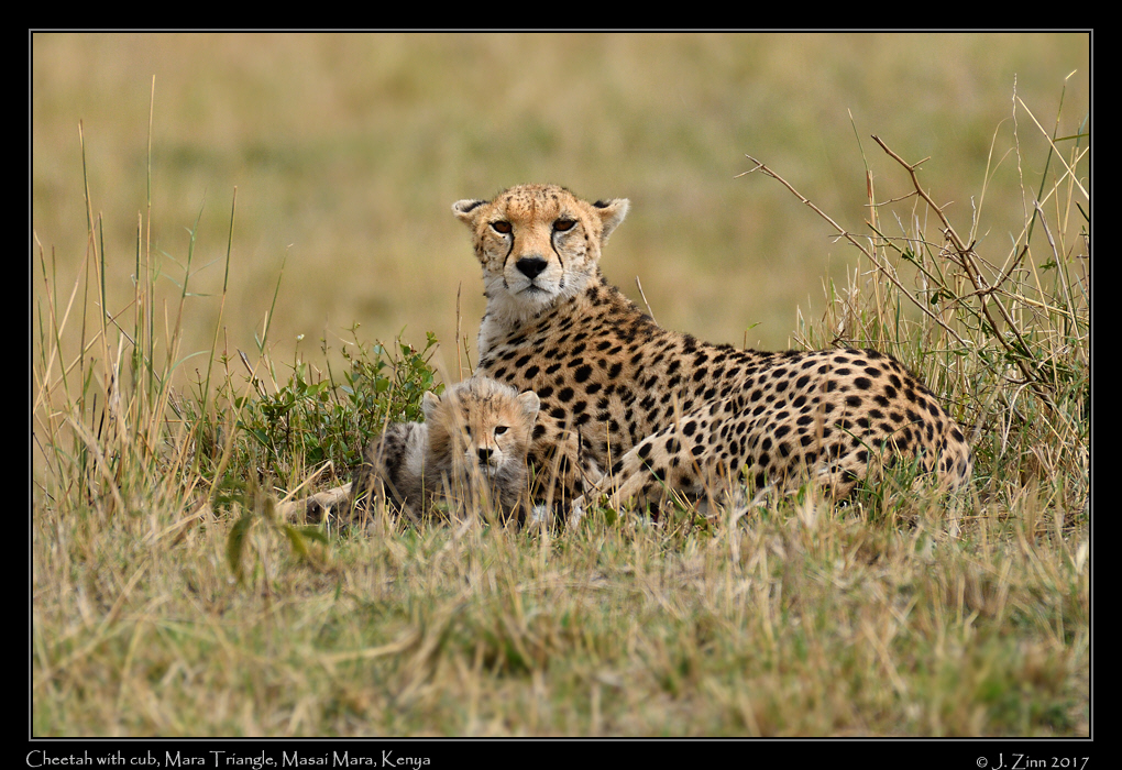cheetah_JZ5_3779a