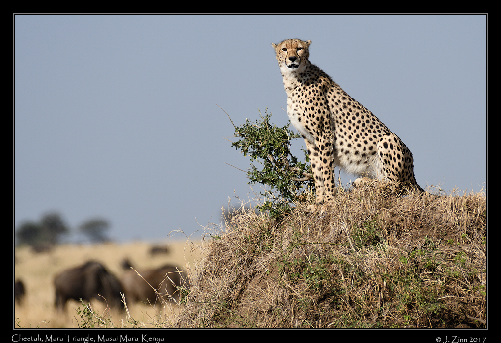 cheetah_JZ5_4117a