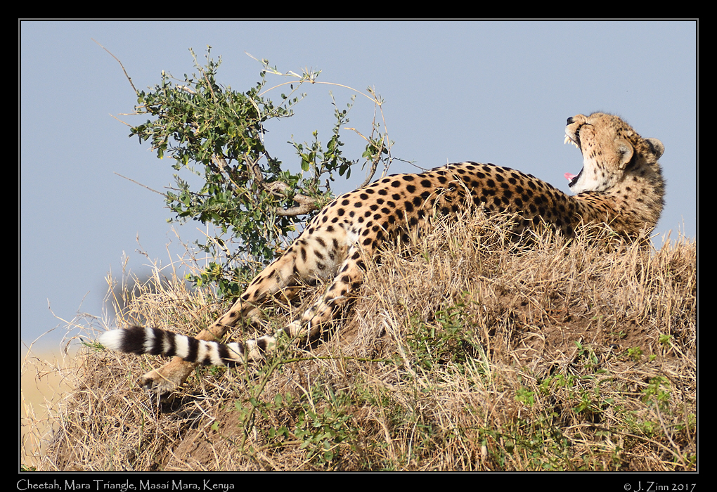 cheetah_JZ5_4124a