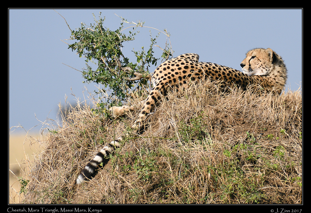 cheetah_JZ5_4126a