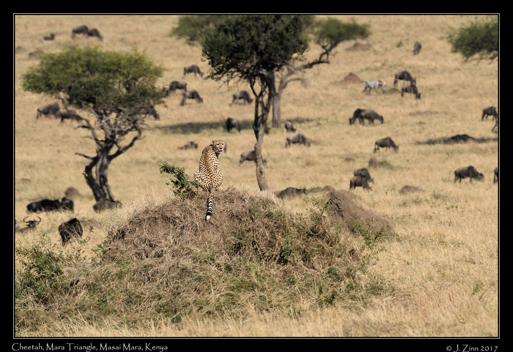 cheetah_JZ5_4127a