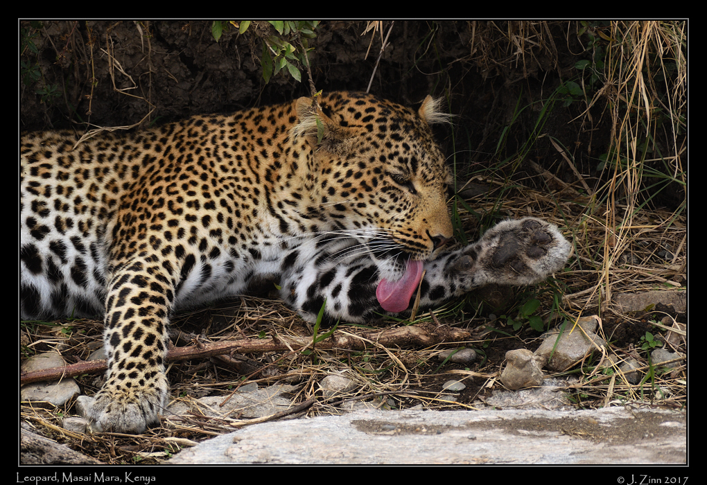 leopard_JZ5_2173cfx