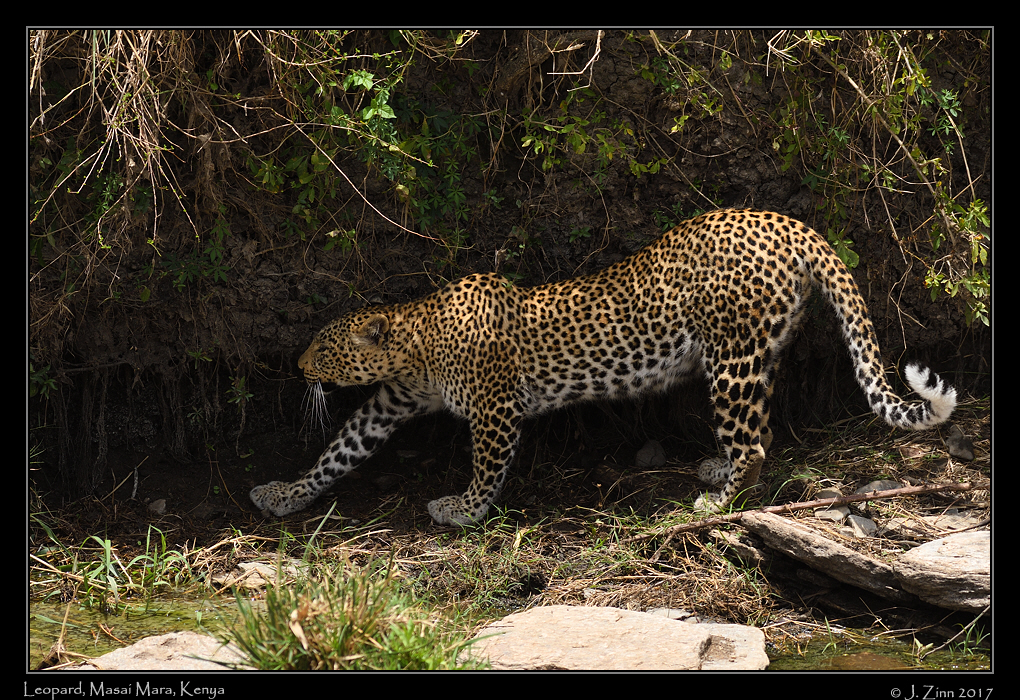 leopard_JZ5_2207a
