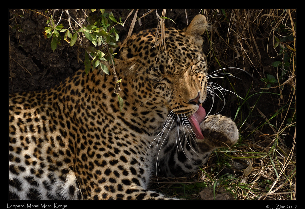 leopard_JZ5_2227b