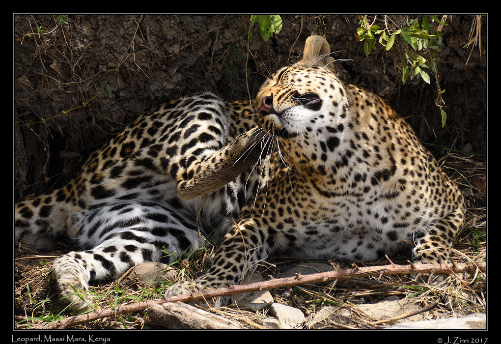 leopard_JZ5_2302a