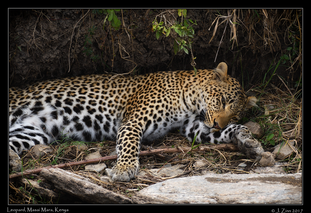 leopard_edited