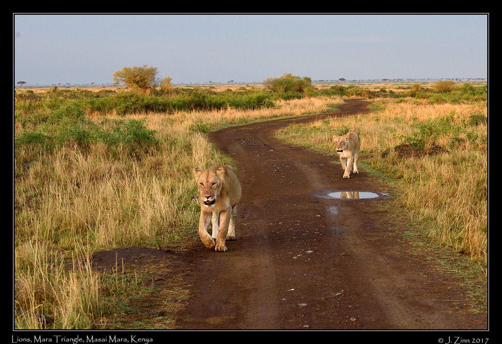 lion_JCZ_0946a