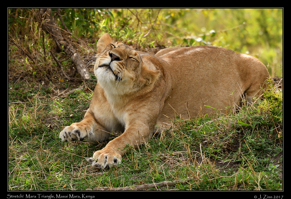 lion_JZ5_4841a