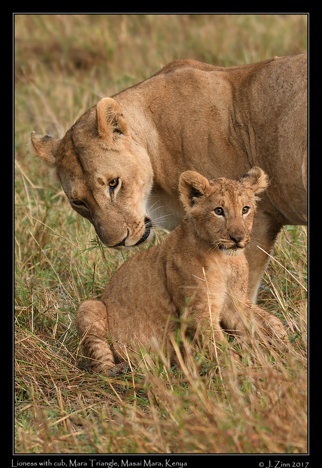 lion_JZ5_5029a