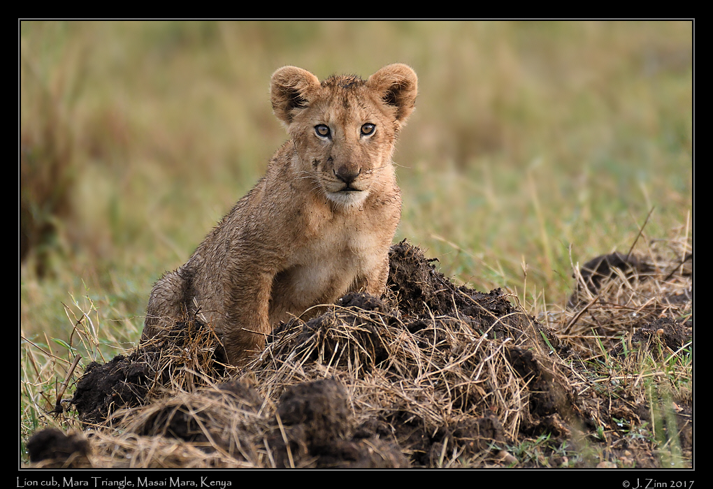 lion_JZ5_5082a