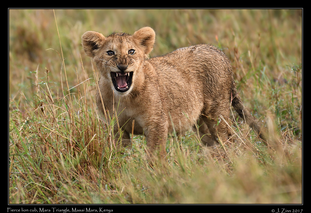 lion_JZ5_5100a