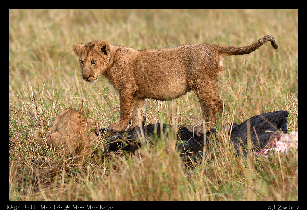 lion_JZ5_5121a