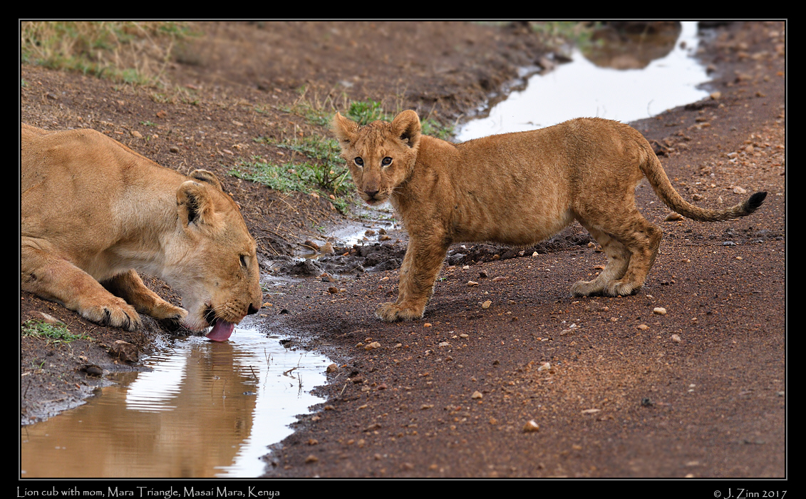 lion_JZ5_5356a