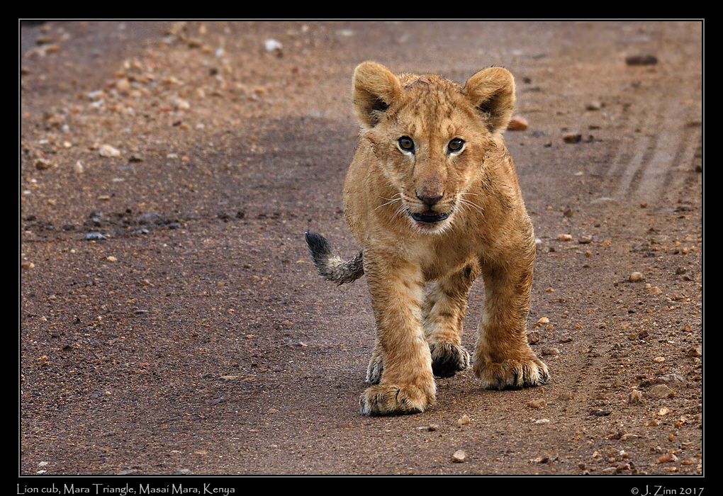 lion_JZ5_5360a