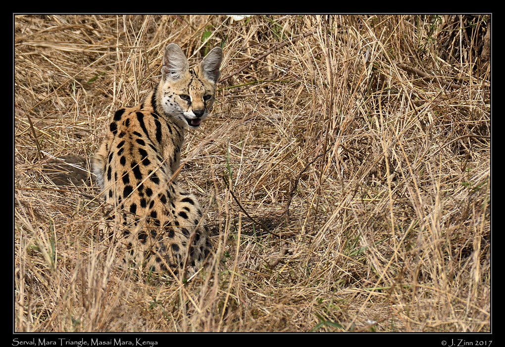 serval_3195a