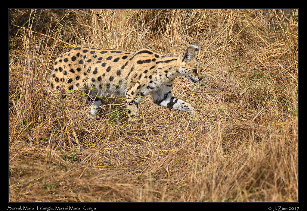 serval_3201cfx2a