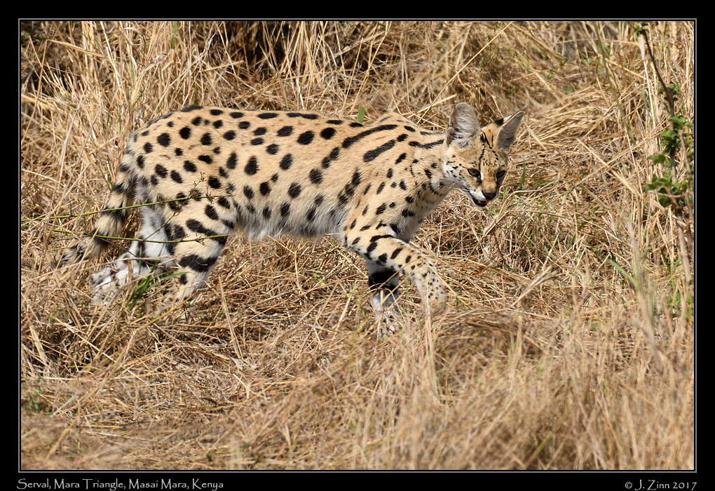 serval_3206a