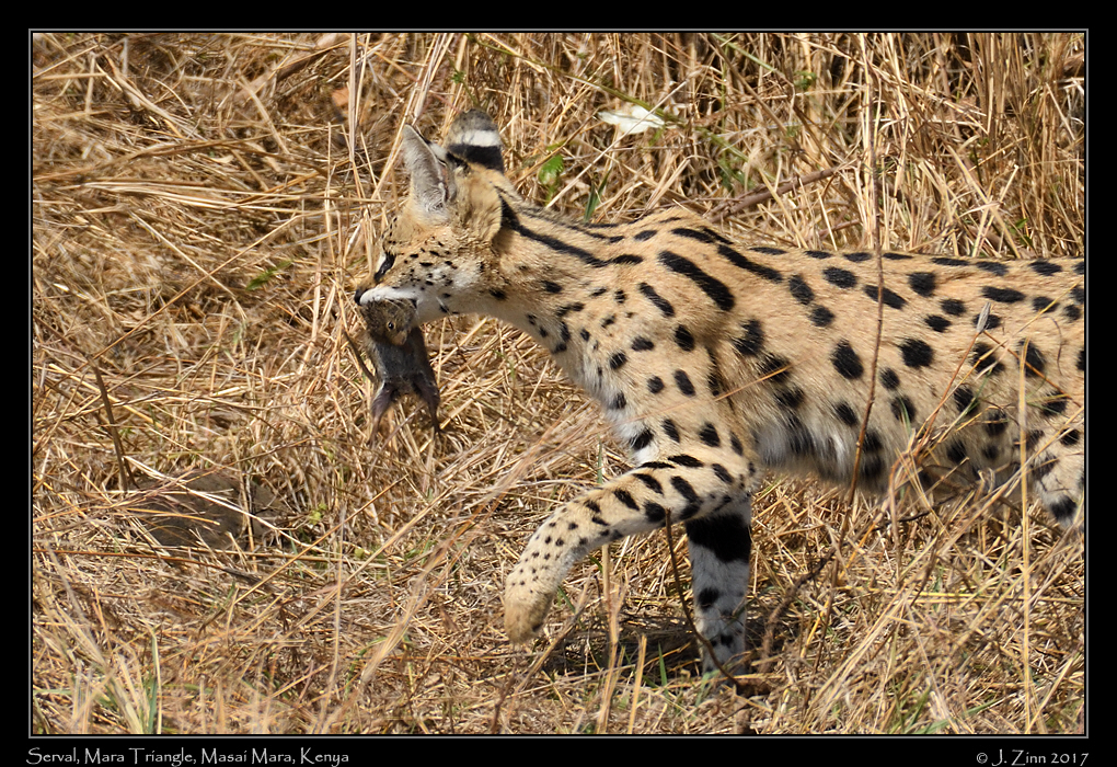 serval_3224a