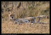  Cheetah � J. Zinn