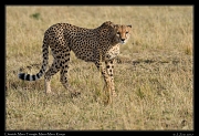  Cheetah � J. Zinn