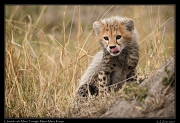  Cheetah cub � J. Zinn