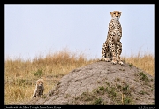  Cheetah with cub � J. Zinn