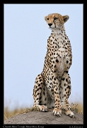  Cheetah � J. Zinn