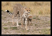  Cheetah with cub � J. Zinn
