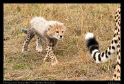  Cheetah cub following mom � J. Zinn