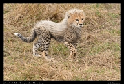  Cheetah cub � J. Zinn