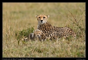  Cheetah with peek a boo cub � J. Zinn