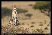  Cheetah � J. Zinn