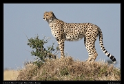  Cheetah � J. Zinn