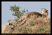  Cheetah � J. Zinn