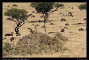  Cheetah � J. Zinn