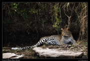  ASCIILeopard � J. Zinn