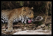  Leopard � J. Zinn