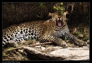  Leopard � J. Zinn