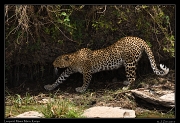  Leopard � J. Zinn