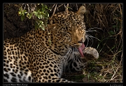  Leopard � J. Zinn