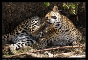  Leopard � J. Zinn