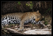  Leopard � J. Zinn