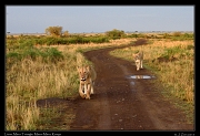  Lions � J. Zinn