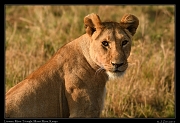  Lioness � J. Zinn