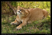  Stretch! Lioness � J. Zinn