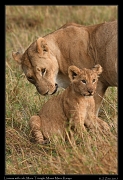  Lioness with cub � J. Zinn