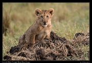  Lion cub � J. Zinn