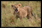  Fierce lion cub � J. Zinn
