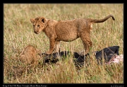  Lion cub � J. Zinn