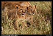  Lion cubs � J. Zinn